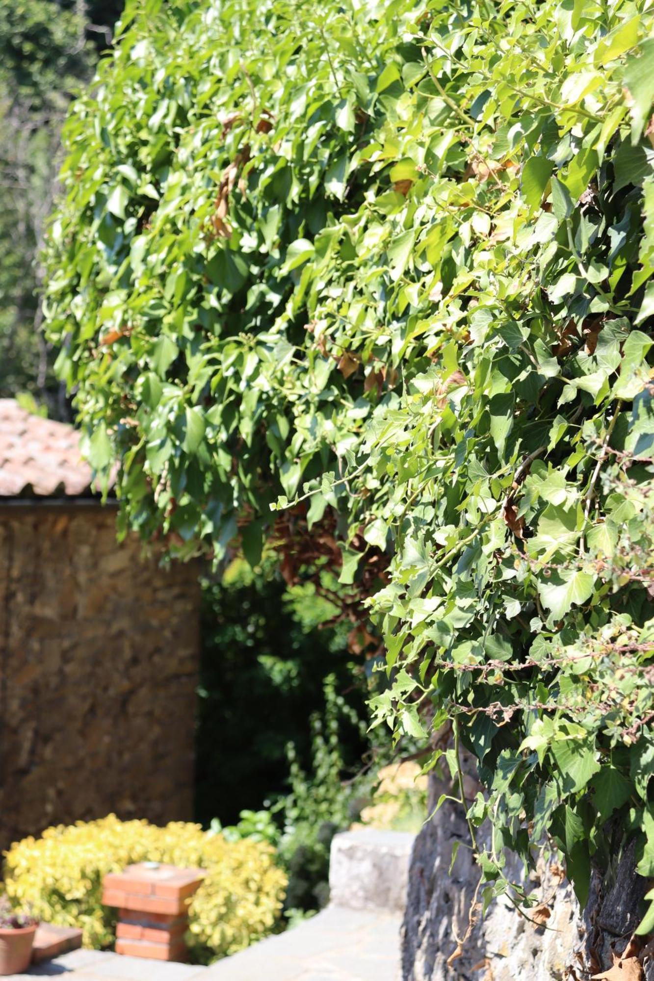 Carpe Diem Colognora Villa Vetriano Exterior photo
